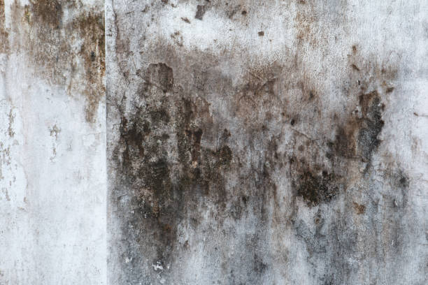 Best Mold Removal for HVAC Installations  in Onset, MA