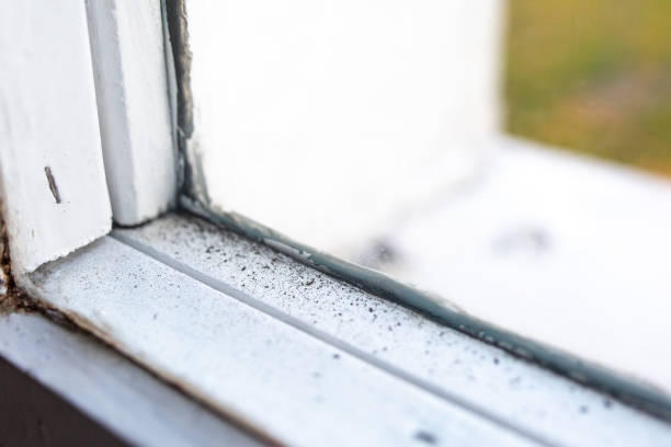 Best Mold-Related Health Consultation  in Onset, MA