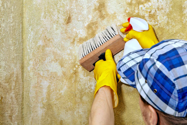 Best Mold Odor Removal Services  in Onset, MA