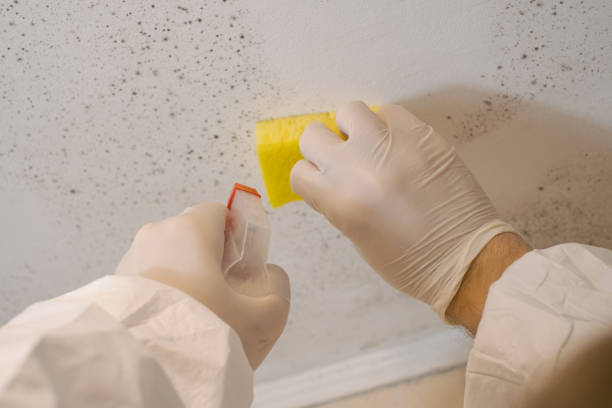 Best Environmental Consulting for Mold Prevention  in Onset, MA