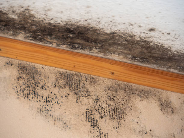Best Real Estate Mold Inspection  in Onset, MA