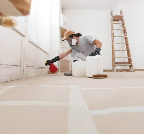 Best Black Mold Removal  in Onset, MA
