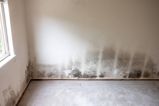 Environmental Consulting for Mold Prevention in Onset, MA