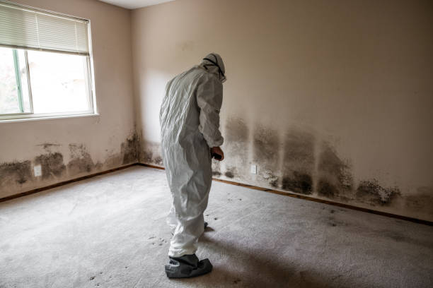 Best Attic Mold Removal  in Onset, MA