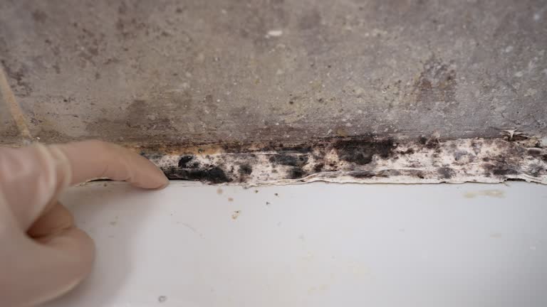 Best Mold Documentation for Insurance Claims  in Onset, MA