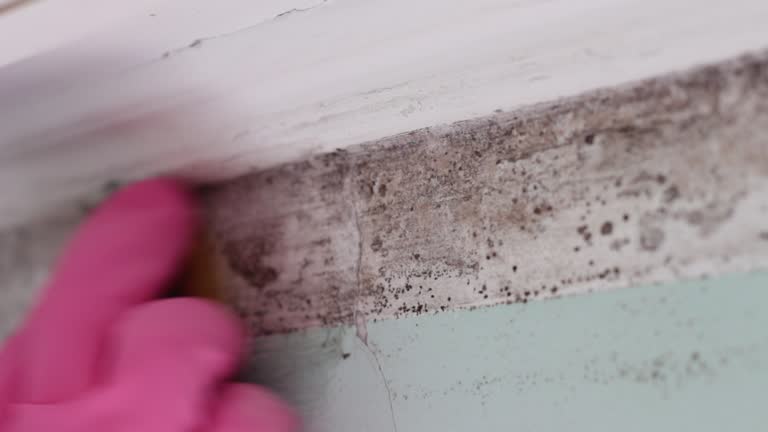 Onset, MA Mold Removal Company